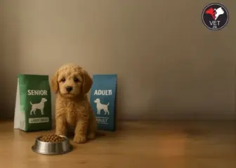 Köpeklerde Hastalığa Göre Mama Seçimi